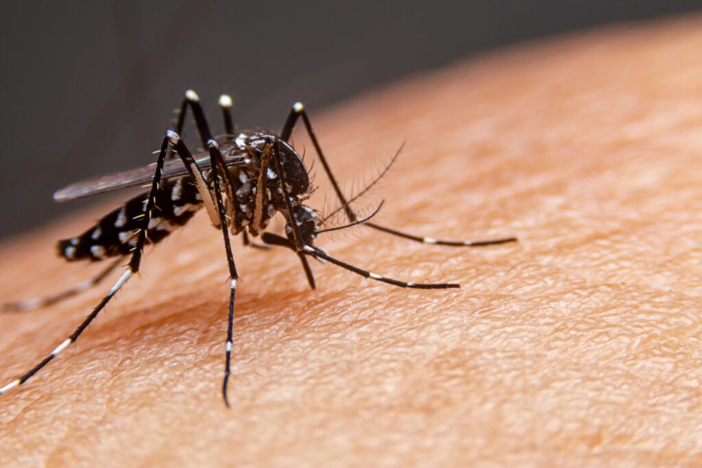 Como Prevenir o Mosquito da Dengue